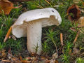 Hygrophorus cossus